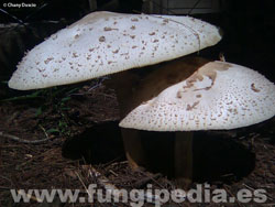 Chlorophyllum molybdites