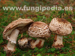 Chlorophyllum rachodes