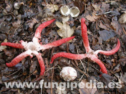 Clathrus archeri