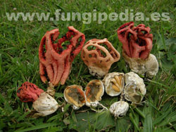 Clathrus ruber