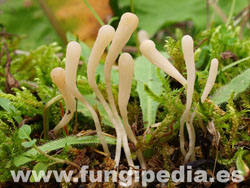 Clavaria acuta