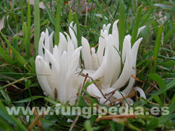 Clavaria fragilis