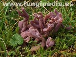 Clavaria zollingeri