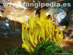 Clavulinopsis fusiformis