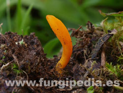 Clavulinopsis helvola