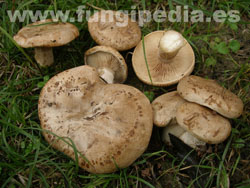 Clitocybe alexandri