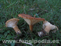 Clitocybe costata