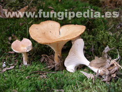 Clitocybe gibba