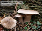 Clitocybe nebularis