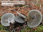 Clitocybe odora