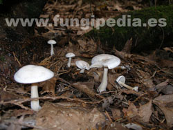 Clitocybe phyllophila
