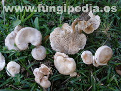 Clitocybe rivulosa