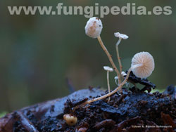 Collybia cookei