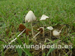 Conocybe apala