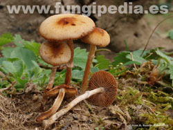 Conocybe arrhenii