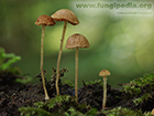 Conocybe mairei