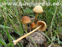 Conocybe ovalis