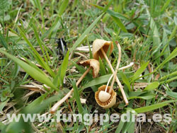 Conocybe tenera