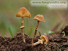 Conocybe teneroides