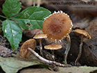 Conocybe vestita