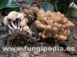 Coprinellus micaceus