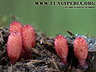 Coprinopsis erythrocephala