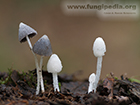 Coprinopsis lotinae