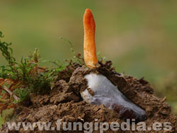 Cordyceps militaris