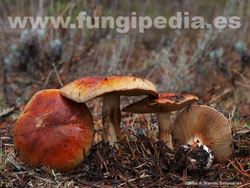 Cortinarius cupreorufus