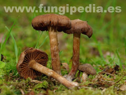 Cortinarius impolitus