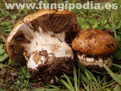 Cortinarius inexspectatus