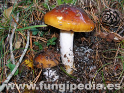 Cortinarius mucosus