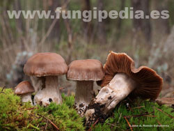 Cortinarius triformis