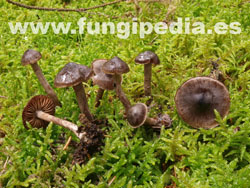 Cortinarius vernus