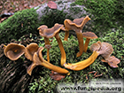 Craterellus tubaeformis