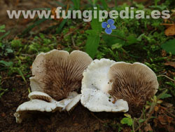 Crepidotus autochthonus