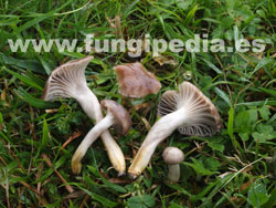 Cuphophyllus flavipes