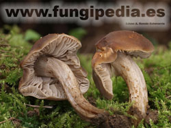 Dermoloma cuneifolium