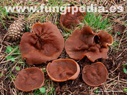 Discina ancilis