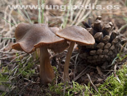 Entoloma cetratum