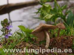 Entoloma conferendum