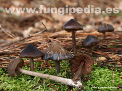 Entoloma hirtipes