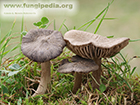 Entoloma opacum