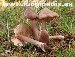 Entoloma porphyrophaeum