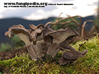 Faerberia carbonaria