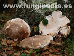 Fomitopsis betulina