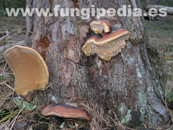 Fomitopsis pinicola