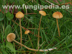 Galerina clavata