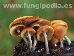 Galerina marginata