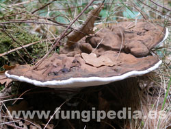 Ganoderma applanatum